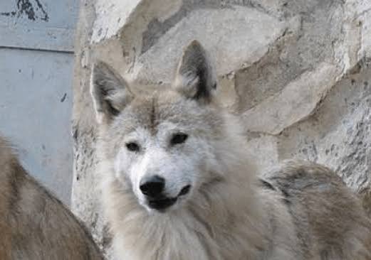 Himalayan Wolf Classified as "Vulnerable" in IUCN Red List.