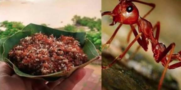 Odisha’s "Similipal Kai Chutney" Receives Geographical Indication (GI) Tag.