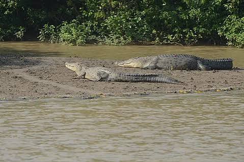 Saltwater Crocodile Population Increases in Bhitarkanika National Park.