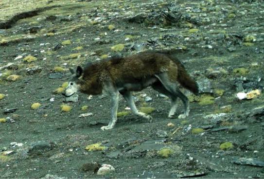 Himalayan Wolf Classified as "Vulnerable" on IUCN Red List.
