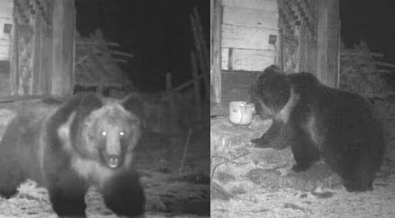 Rare Tibetan Brown Bear Sighted in Sikkim for First Time.