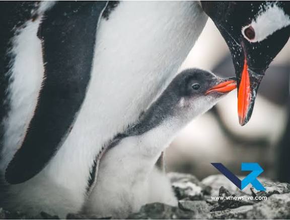 Penguin Awareness Day 2026 Observed on January 20.