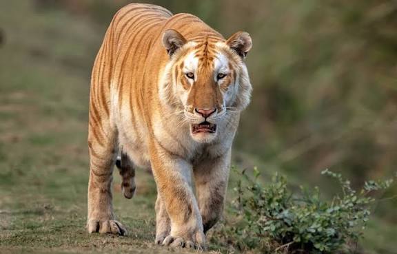 Rare "Golden Tiger" Sighted in Kaziranga National Park.