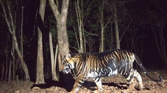 Odisha to Set Up World’s First "Black Tiger Safari" in Similipal.