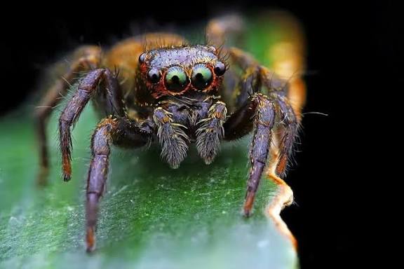 New Spider Species "Hasarius mumbai" Discovered in Mumbai.