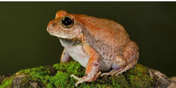 New Frog Species "Sphaerotheca varshaabhu" Discovered in Bengaluru.