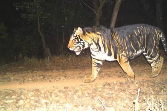 Odisha to Establish World’s First "Melanistic Tiger Safari".