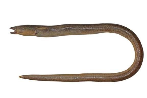 New Species of Burrowing Eel Discovered in Odisha.