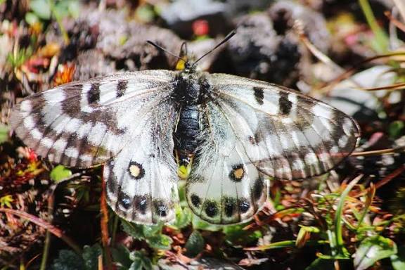 Rare "Dusted Apollo" Butterfly Sighted in Himachal Pradesh.