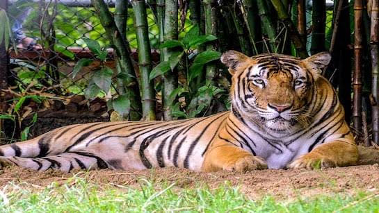 Veerangana Durgavati Becomes 7th Tiger Reserve in Madhya Pradesh.