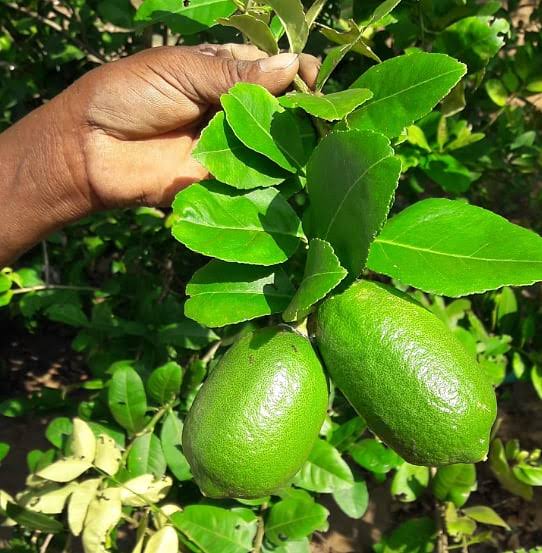 Assam Declares "Kaji Nemu" as the State Fruit.