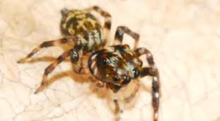 New Species of Jumping Spider Discovered in Western Ghats.