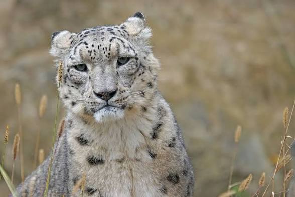 India First Snow Leopard Conservation Center Opens in Uttarakhand.