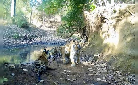 Madhav National Park Officially Declared a Tiger Reserve.