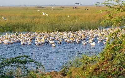 Gujarat Declares Khijadiya as a New Bird Sanctuary.
