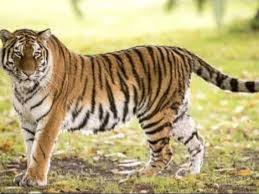 Rajasthan Notifies Kumbhalgarh as New Tiger Reserve.