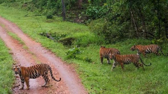 Madhya Pradesh Notifies Nauradehi as a New Tiger Reserve.
