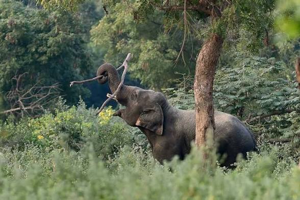 Tamil Nadu Declares Agasthyamalai as a New Elephant Reserve.