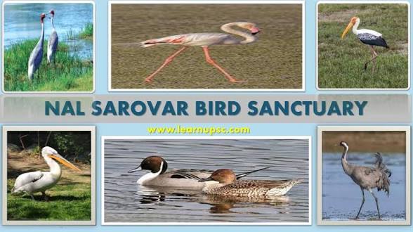 Gujarat Declares Nalsarovar Extension as New Protected Bird Sanctuary.