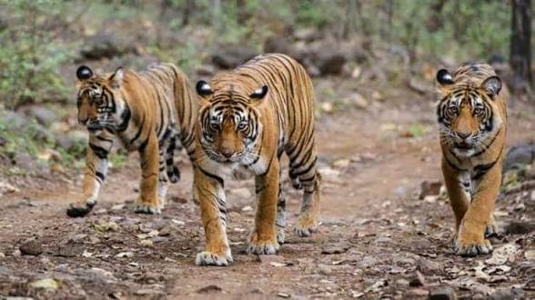 Goa Notifies Mhadei Wildlife Sanctuary as a Tiger Reserve.