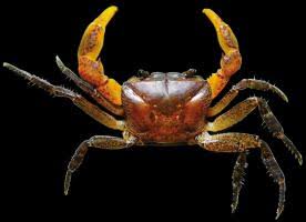 New Species of Fresh-Water Crab Discovered in Western Ghats.