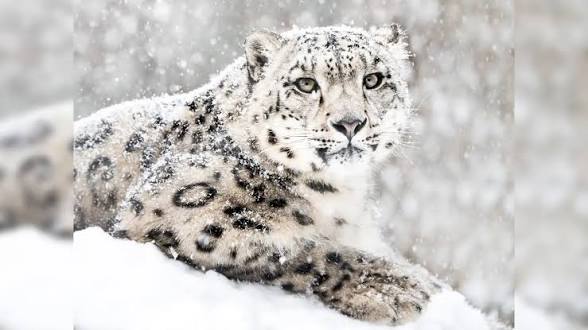 Uttarakhand Declares Nanda Devi Extension as New Snow Leopard Reserve.