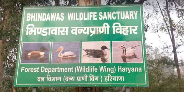 Haryana Notifies Bhindawas Extension as Protected Wetland.