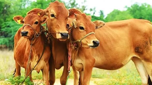 Haryana Launches E-Pashu Dhan Portal for Livestock Insurance.