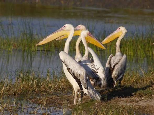 Gujarat Notifies Thol Lake Extension as Protected Eco-Zone.