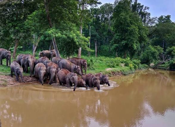 Kerala Declares Wayanad Extension as New Elephant Reserve.