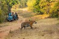 Maharashtra Notifies Tadoba Extension as Protected Tiger Reserve.