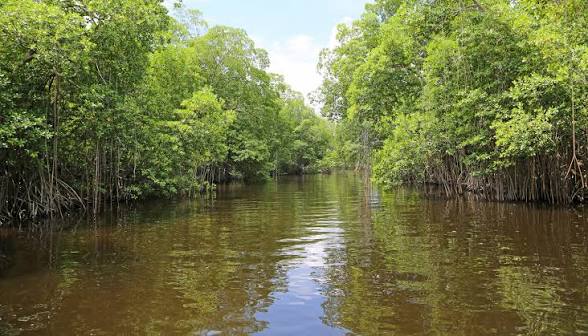 Odisha Notifies Bhitarkanika Extension as Protected Mangrove Zone.