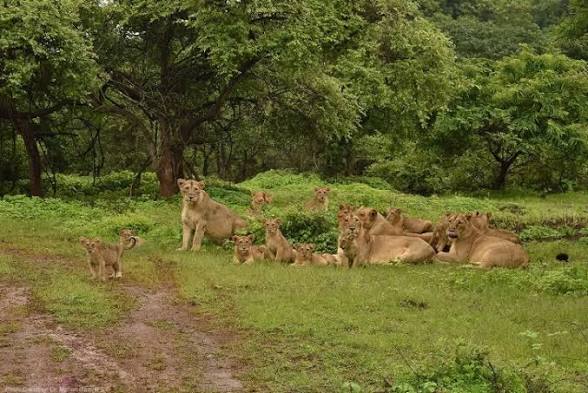 Gujarat Notifies Gir Buffer Zone Extension as Protected Forest.