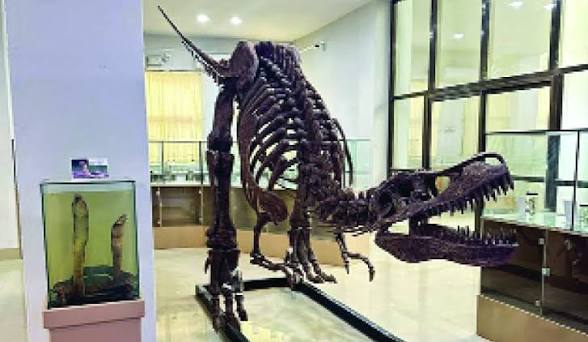Mizoram University’s Natural History Museum Declared India’s <span style="background-color:#fff9c4;font-weight:bold;">21st Designated Repository</span>.