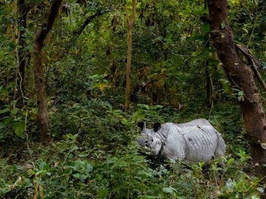 <b>Dudhwa Tiger Reserve</b> records <b>53 rhinos</b> in its fourth census.