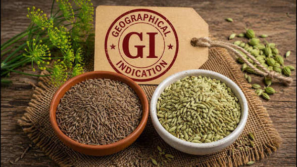 <b>Unjha cumin</b> and <b>Unjha fennel</b> receive <b>GI tags</b> in Gujarat.
