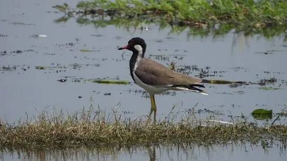 <b>Surha Tal</b> in Ballia becomes India's <b>100th Ramsar Site</b>.