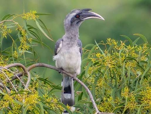 <b>Gujarat</b> records successful breeding of the <b>Indian Grey Hornbill</b>.