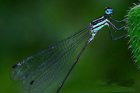 New damselfly species <b>Lestes paloti</b> discovered in Kerala's <b>Western Ghats</b>.