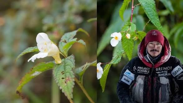 <b>New Himalayan plant species named Impatiens nimspurjai after Nirmal Purja.</b>