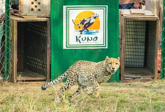 <b>India’s cheetah population reaches 52.</b>
