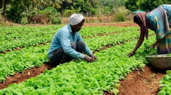 <b>Centre approves Rs.50,000 interest-free loan for Andhra tobacco growers.</b>