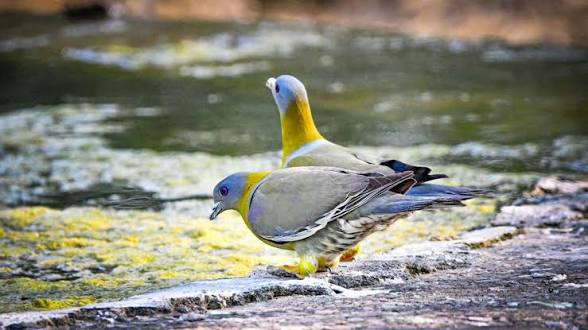 <b>National Zoological Park organises bird and butterfly walks.</b>